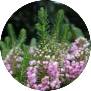 Erica vagans - Plants