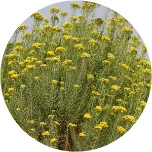 Ericameria arborescens