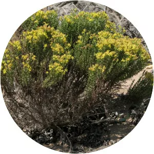 Ericameria ericoides