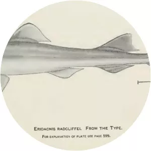 Eridacnis