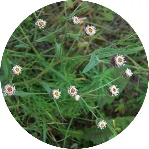 Erigeron acer