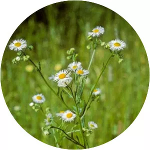 Erigeron annuus