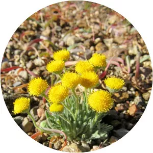 Erigeron aphanactis