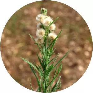 Erigeron bonariensis