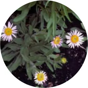 Erigeron caespitosus