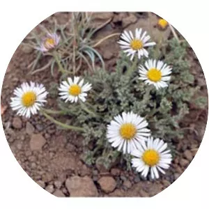Erigeron compositus - Plants