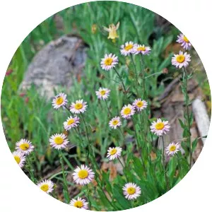Erigeron coulteri - Plants