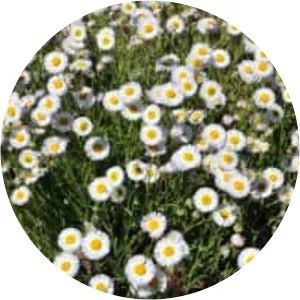 Erigeron divergens