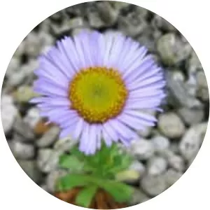 Erigeron flettii