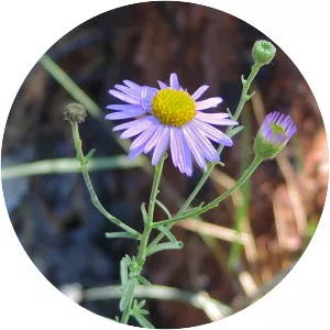Erigeron foliosus