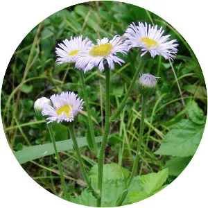 Erigeron glabellus