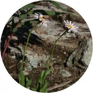 Erigeron glacialis