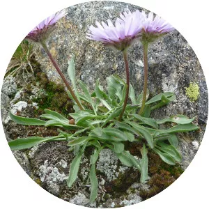 Erigeron grandiflorus
