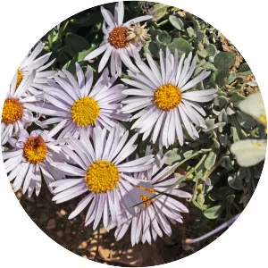 Erigeron leiomerus