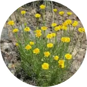 Erigeron linearis