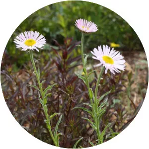 Erigeron peregrinus