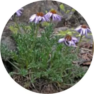 Erigeron pinnatisectus