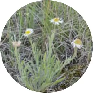 Erigeron pumilus