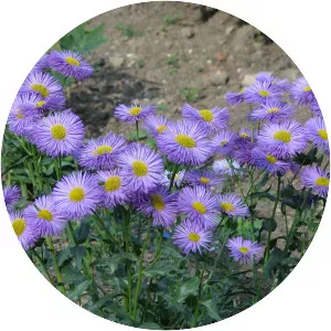 Erigeron speciosus