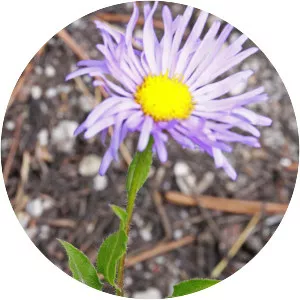 Erigeron subtrinervis