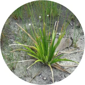 Eriocaulon decangulare