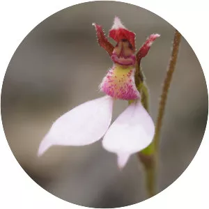 Eriochilus cucullatus - 