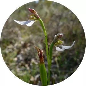 Eriochilus dilatatus