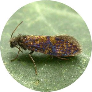 Eriocrania cicatricella - 