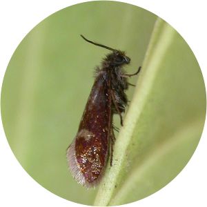 Eriocrania unimaculella