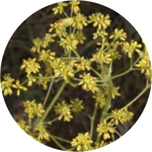 Eriogonum alatum