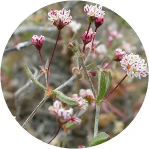 Eriogonum angulosum - Plants