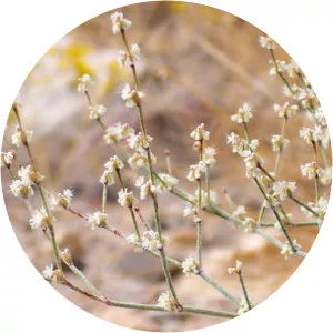 Eriogonum baileyi - Plants