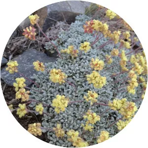 Eriogonum caespitosum - Plants
