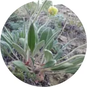 Eriogonum flavum
