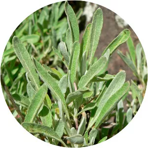 Eriogonum heracleoides - Plants