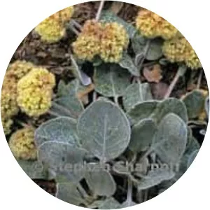 Eriogonum lobbii - Plants