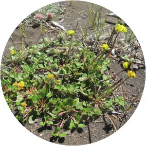 Eriogonum marifolium - Plants