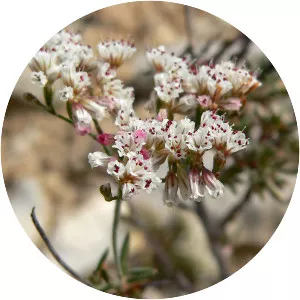Eriogonum microthecum - Plants
