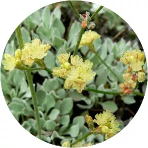 Eriogonum ovalifolium