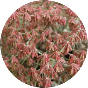 Eriogonum saxatile - Plants