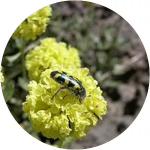 Eriogonum sphaerocephalum - Plants