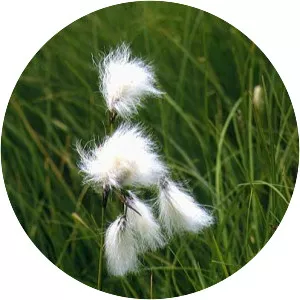 Eriophorum angustifolium