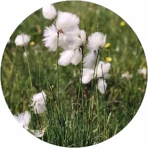 Eriophorum