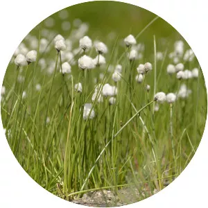 Eriophorum scheuchzeri - Plants