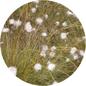 Eriophorum vaginatum - Plants