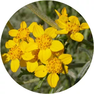 Eriophyllum