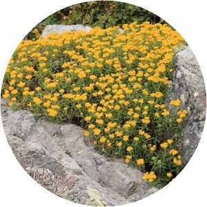 Eriophyllum staechadifolium