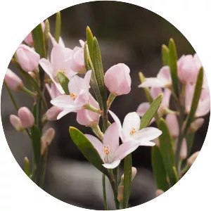 Eriostemon australasius