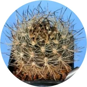 Eriosyce subgibbosa - 