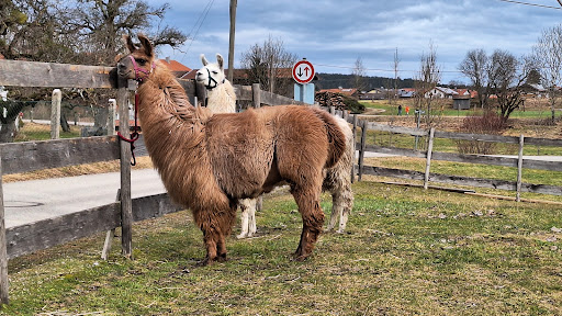Erlenwald Lamas - Tour agency in Dietramszell, Germany